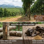 Tinh dầu trầm hương